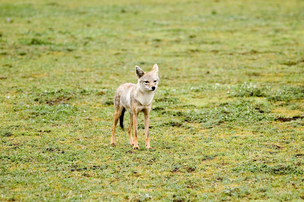 Ndutu Golden Jackal00_1.jpg - Golden Jackel (Canis aureus), Ndutu  Tanzania March 2006